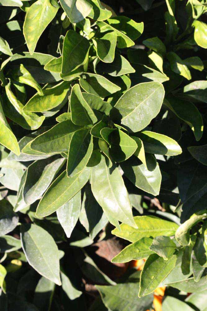            Sun leaves (Riverside, CA)   